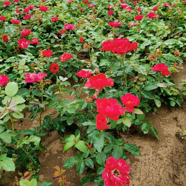 采购基地 青州观赏植物 红帽月季基地 绿化红帽月季