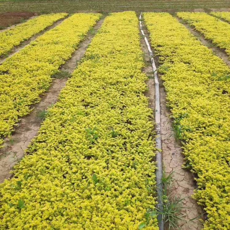 山东草花 铺地莲 价格实惠 过路黄供货商