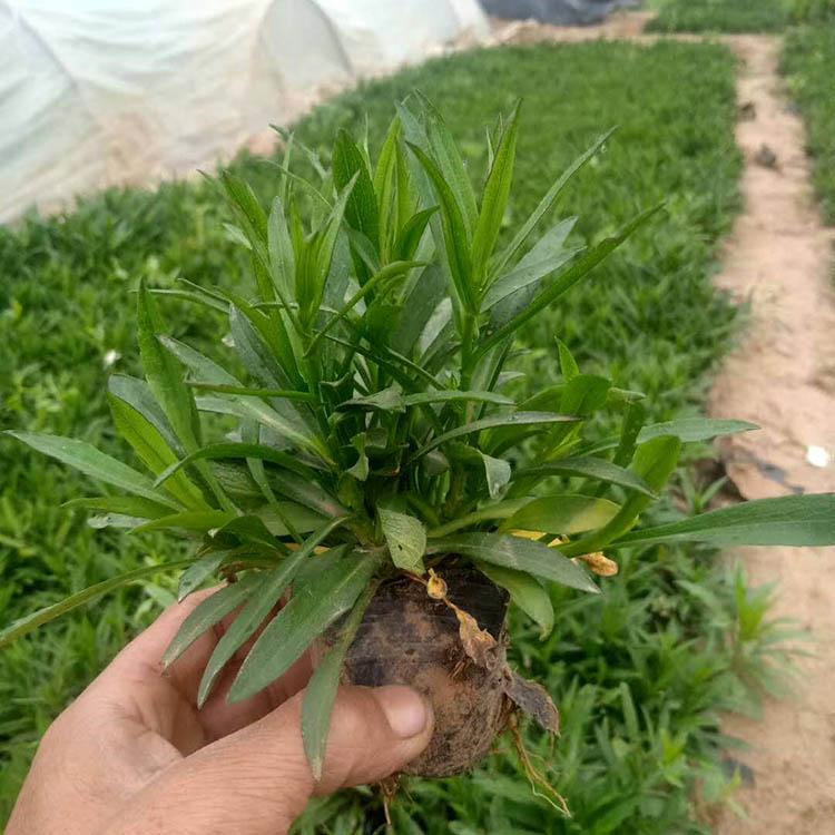 荷兰菊批发商 地栽荷兰菊 山东观赏花卉 多年生宿根草本