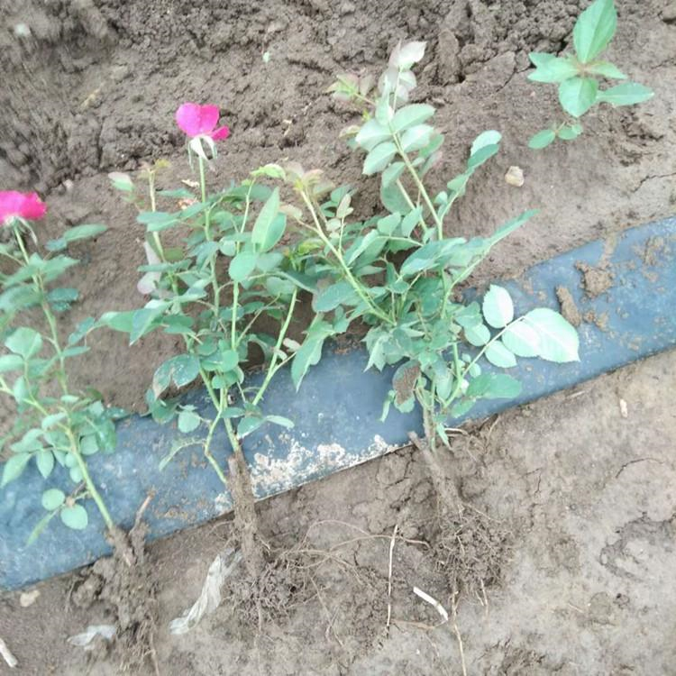 红帽月季杯苗 红帽月季批发商 花农自营 山东观赏花卉