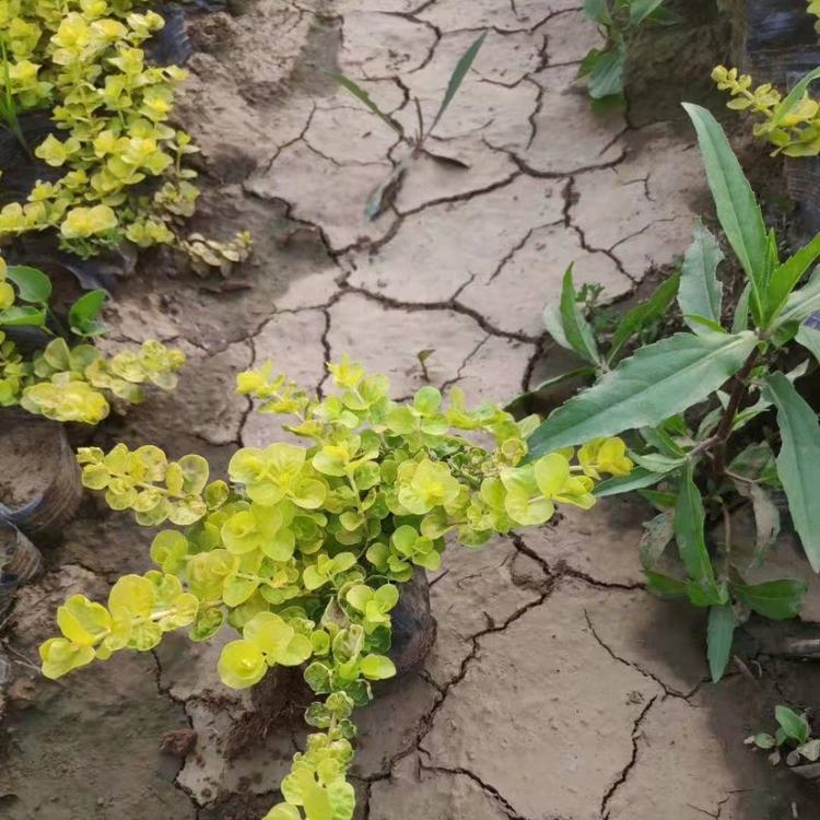 青州草花 铺地莲 苗圃供应 过路黄批发商