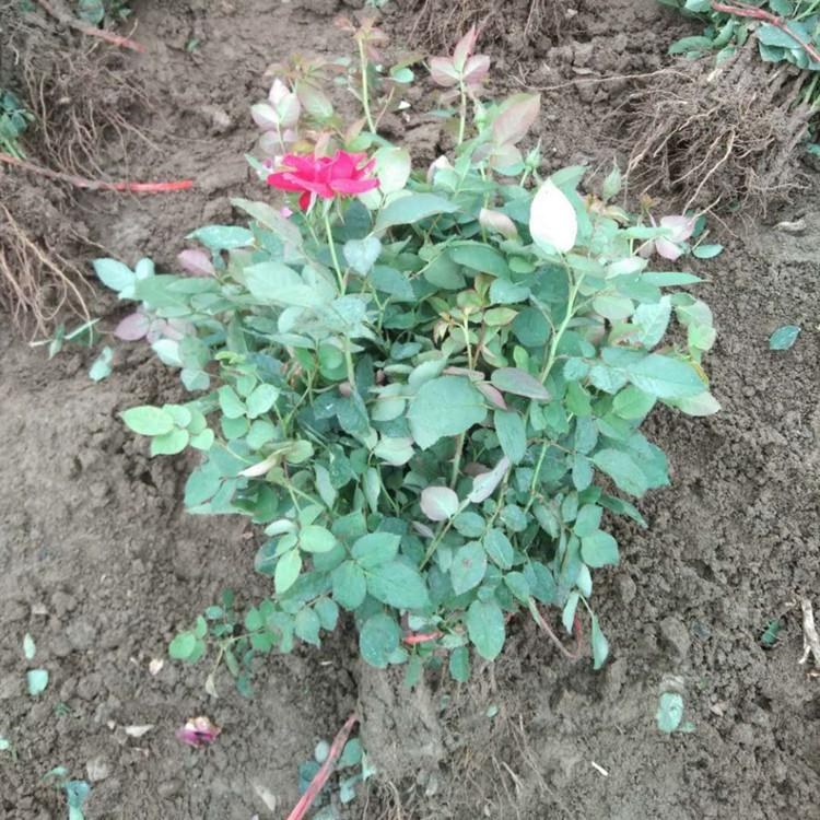红帽月季小苗 红帽月季销售 优惠多多 山东观赏花卉