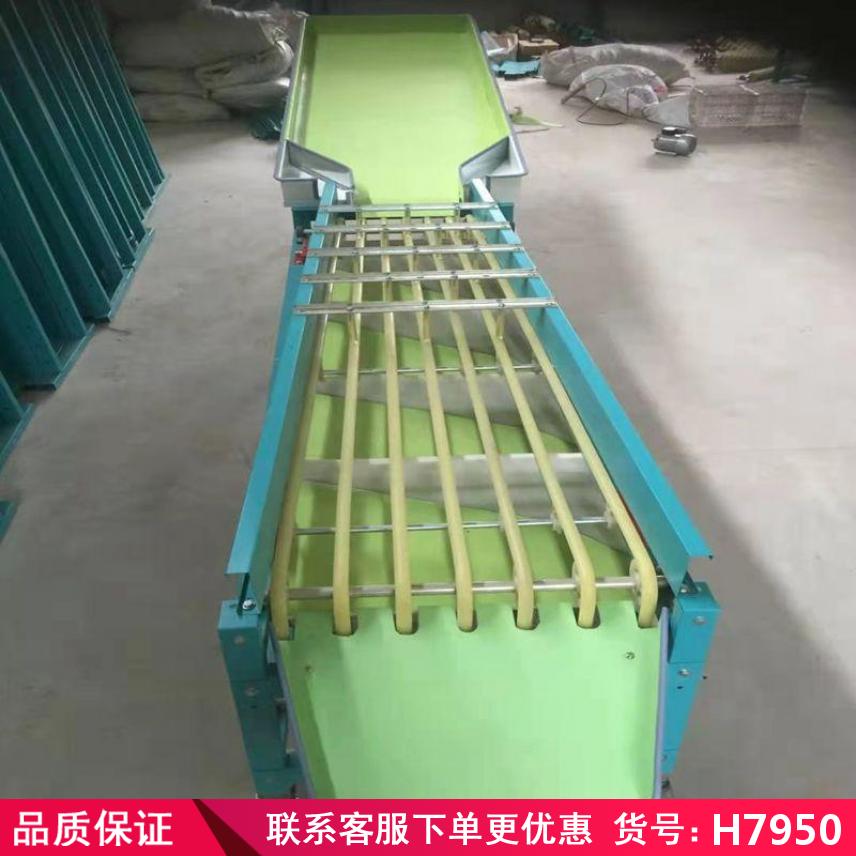 慧采冬枣选果机 平面选果机 小型苹果选果机货号H7950