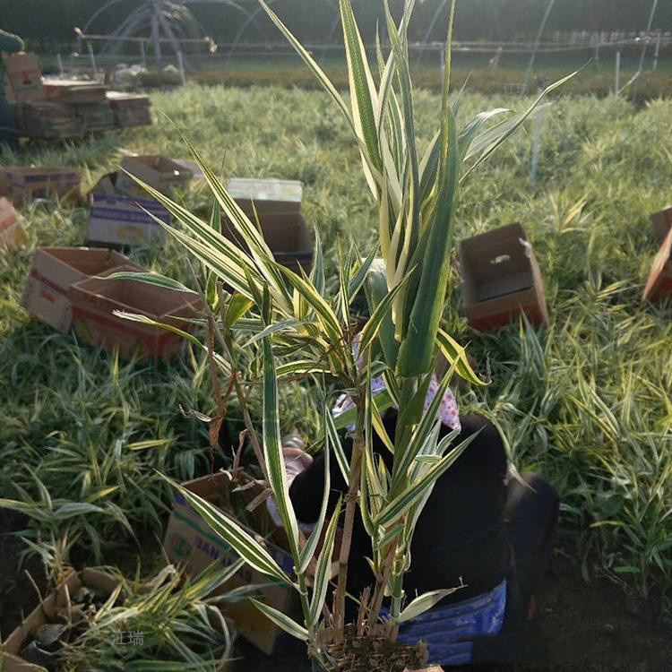 湿地绿化 江瑞园艺 花叶芦竹大量供应 欢迎选购