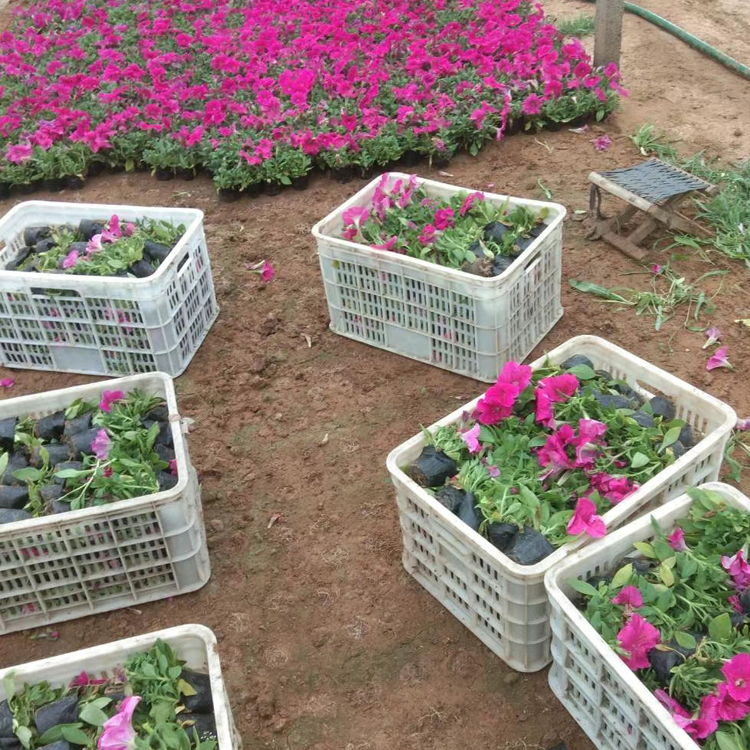 多花色矮牵牛 山东花卉矮牵牛出售 色彩丰富