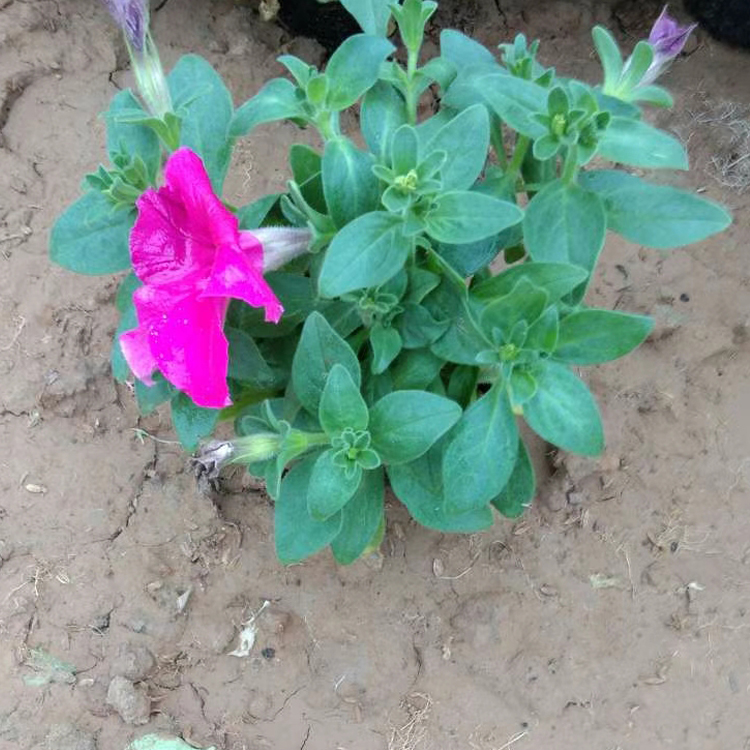 江瑞花卉矮牵牛花苗 色彩丰富 矮牵牛报价