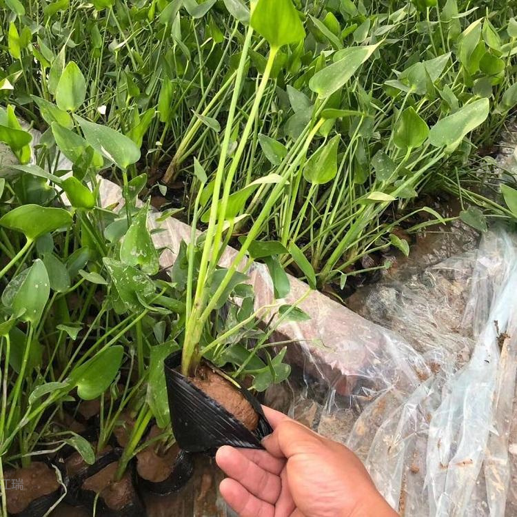 梭鱼草批发价格 水体绿化梭鱼草现货供应 江瑞