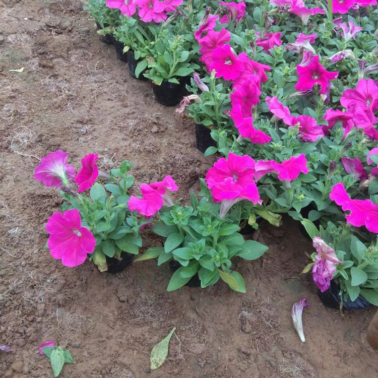 多花色矮牵牛 青州种植基地矮牵牛供应 观赏价值高
