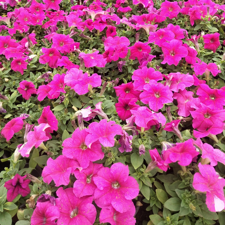 矮牵牛花苗 江瑞花卉矮牵牛行情 价格优惠