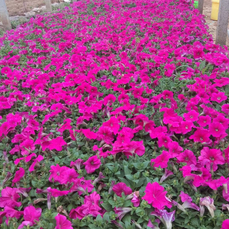 矮牵牛苗 江瑞种植基地矮牵牛行情 多年生草本