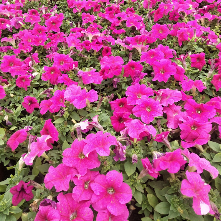 矮牵牛苗 青州花卉矮牵牛价格 色彩丰富