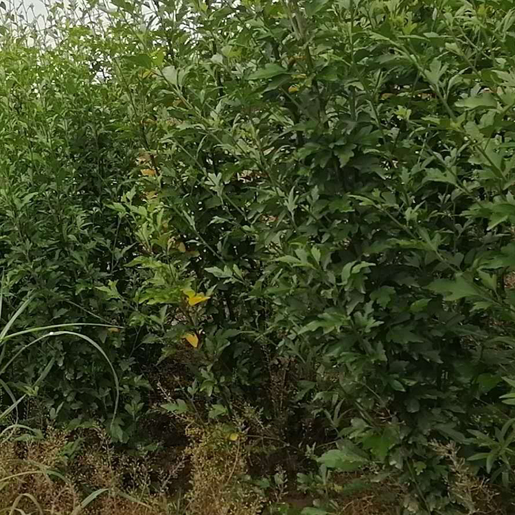 丛生木槿培育 价格实惠 长势好的绿化苗子 丛生木槿树苗
