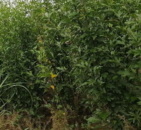 丛生木槿培育 价格实惠 长势好的绿化苗子 丛生木槿树苗