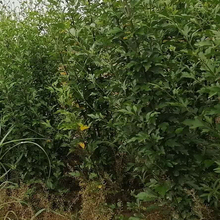 丛生木槿培育 价格实惠 长势好的绿化苗子 丛生木槿树苗
