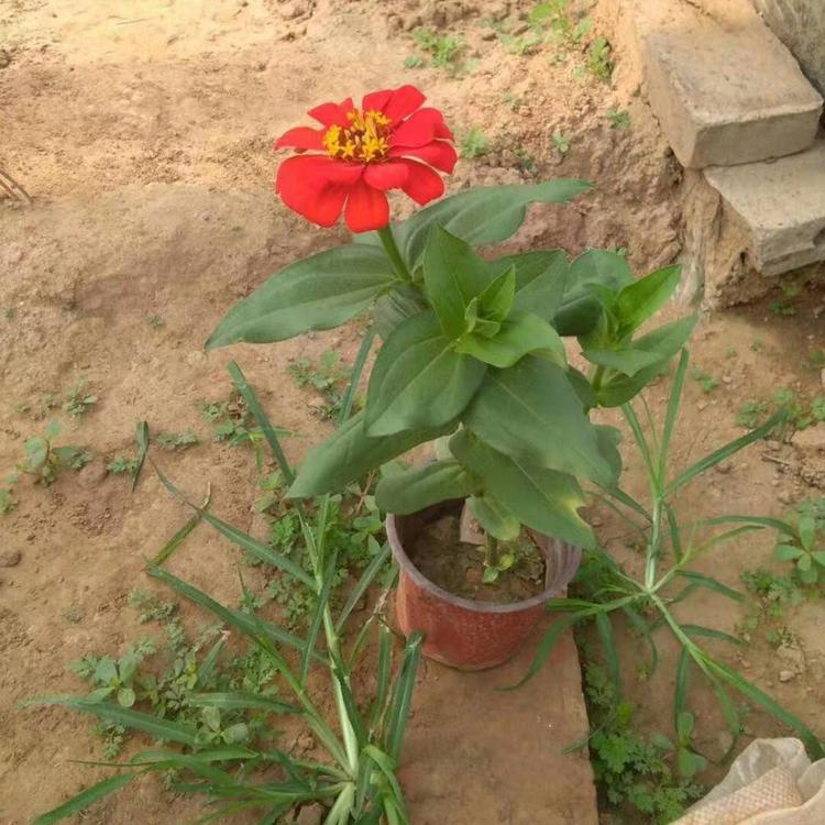 梓熙提供花型设计   租摆用花百日菊   百日草价格  