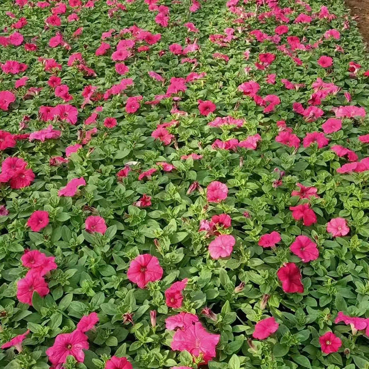 矮牵牛  卓彩批发  矮牵牛盆栽 草花时令草花基地