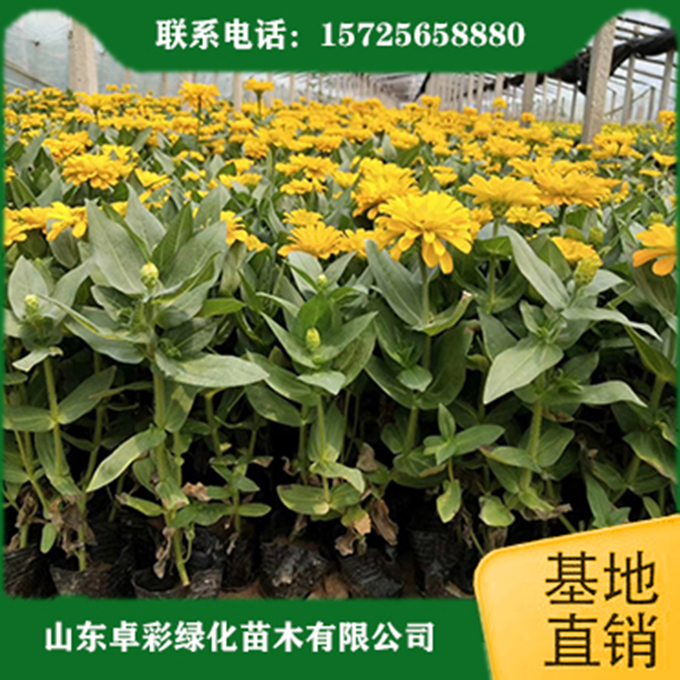 百日草 百日草基地 四季百日草小苗  卓彩培育