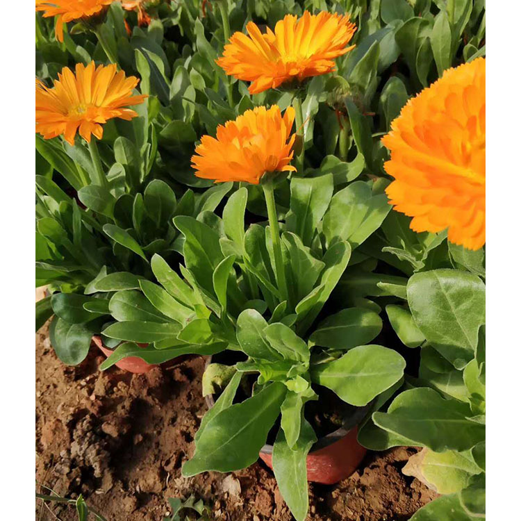 卓彩苗木  观赏草花雏菊  雏菊花卉 盆栽雏菊报价