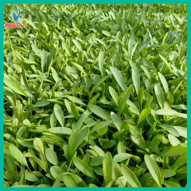 大花金鸡菊 耐半阴花卉 青州草花 金鸡菊批发