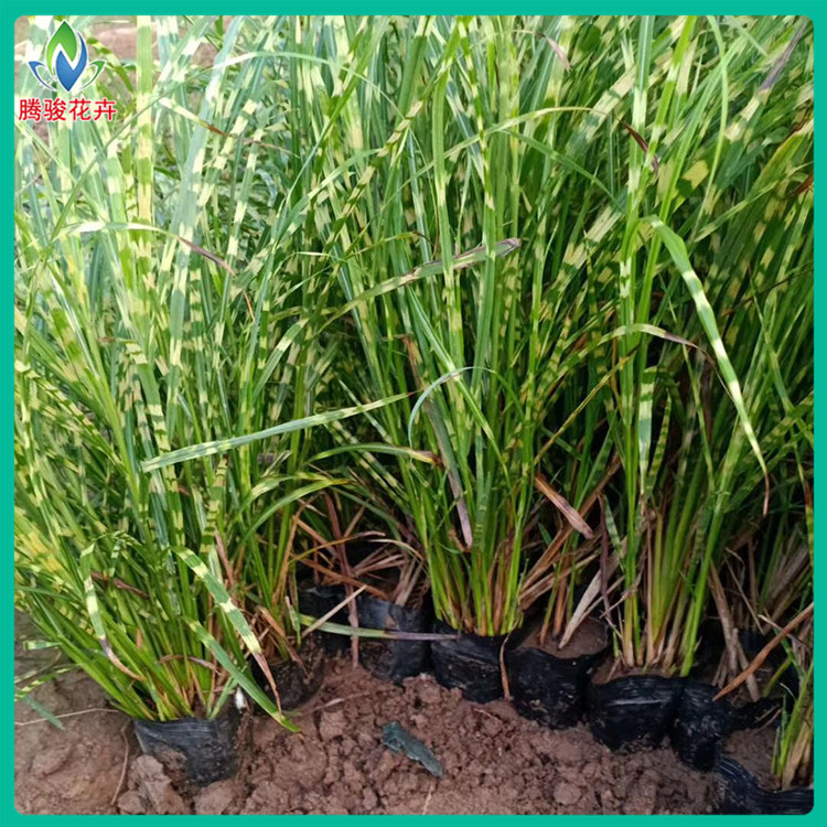 斑叶芒 青州草花批发 斑叶芒行情 苗圃批发