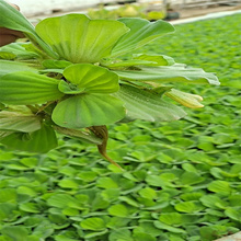 水芙蓉基地 江瑞园艺 水白菜价格 现货供应