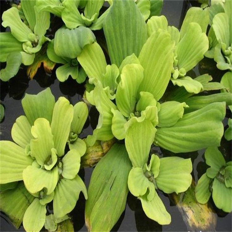 山东水白菜出售 水芙蓉批发价格 江瑞