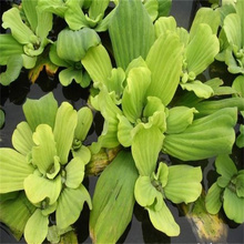 山东水白菜出售 水芙蓉批发价格 江瑞