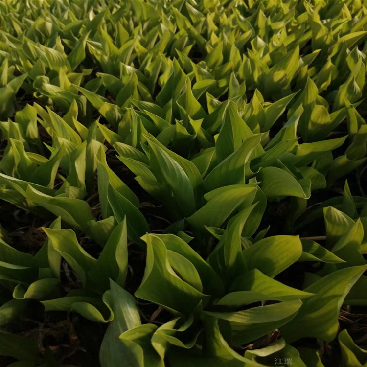 吉林紫花玉簪基地 紫花玉簪精选厂家 江瑞