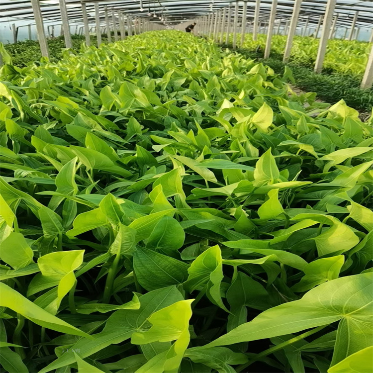 慈菇种植基地 多年生茨菇现货供应 江瑞