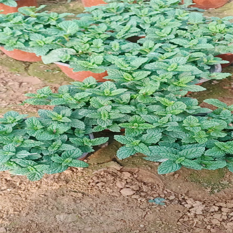 河南薄荷基地 棚内薄荷种植 现货供应 江瑞直销