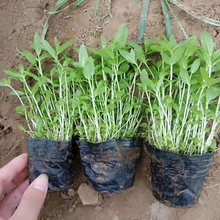 涵香花卉 山东千屈菜种植基地 宿根地被绿化用植物