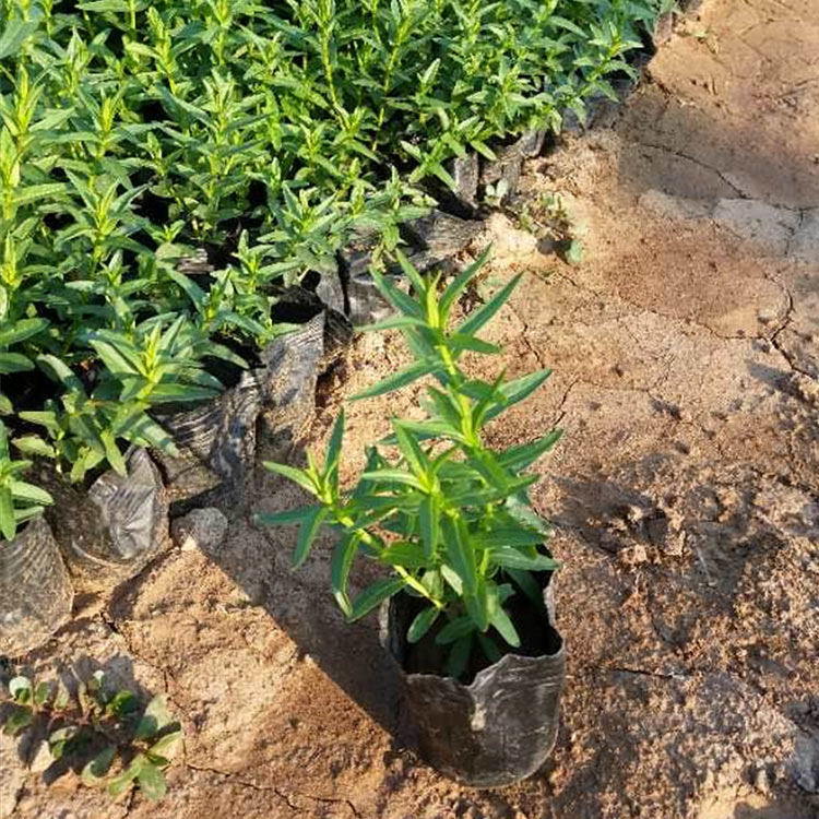 千屈菜小苗 青州千屈菜批发