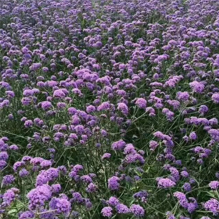 马鞭草小苗 马鞭草培育基地 价格从优 山东草花