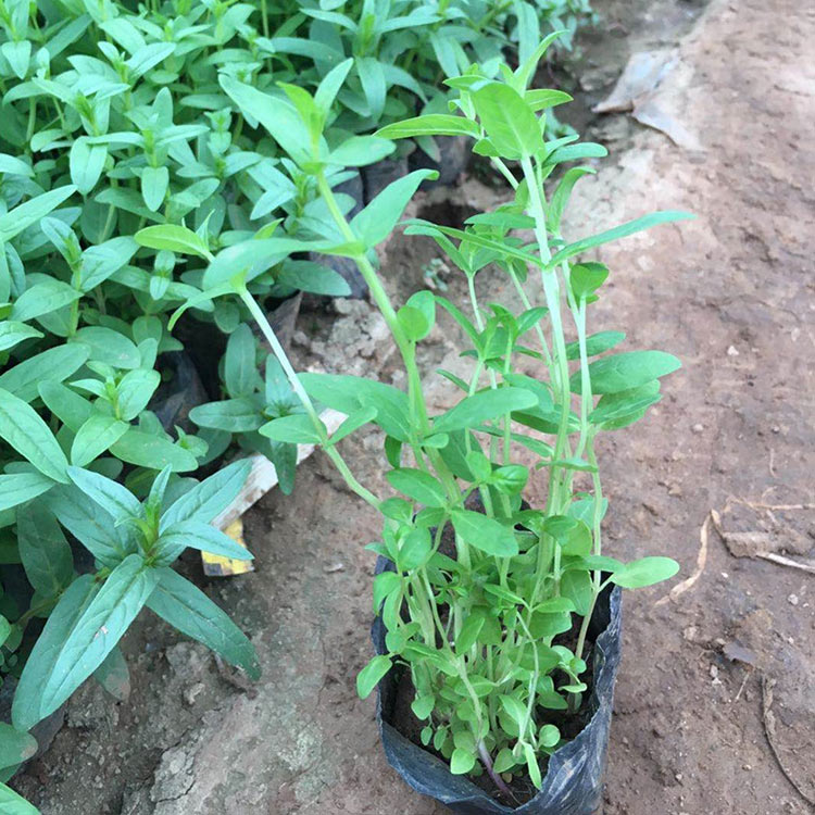 千屈菜价格 应季苗木 青州千屈菜小苗