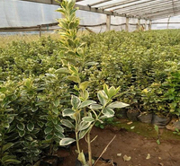 山东金边冬青大量供应 一手货源金边冬青苗 金边冬青大量供应