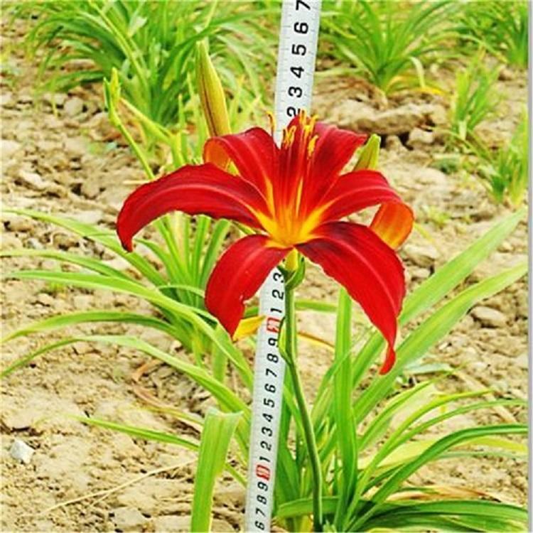 鸿运萱草批发商 青州鸿运萱草小苗 青州草花基地鸿运萱草小苗