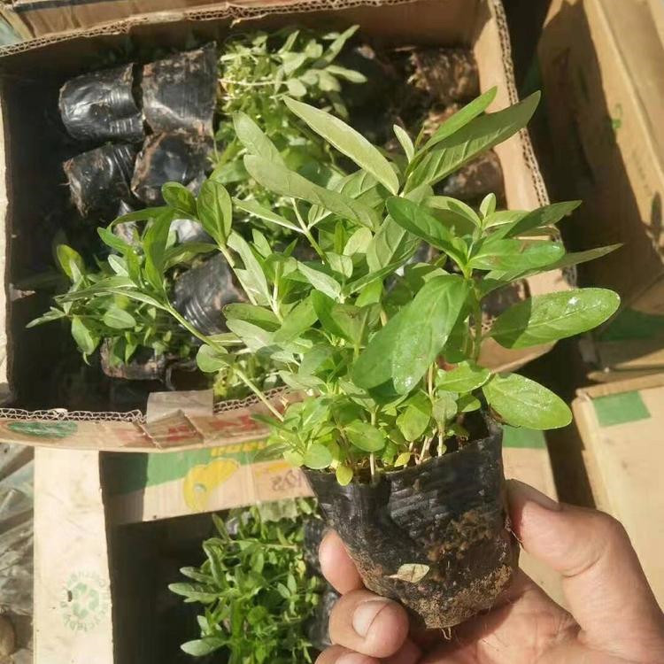 千屈菜培育基地 青州千屈菜种苗 量大优惠千屈菜种苗