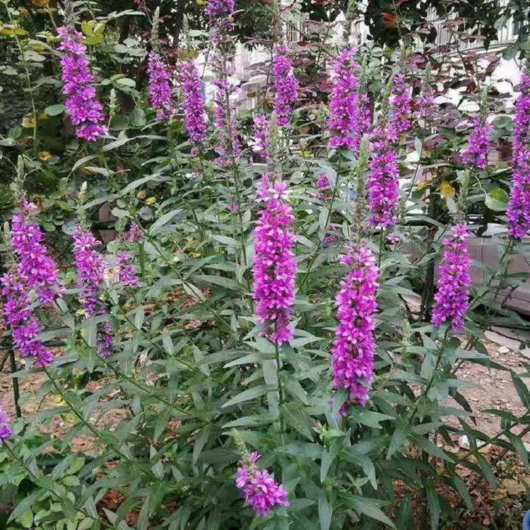千屈菜小苗 基地批发 青州千屈菜小苗供货商