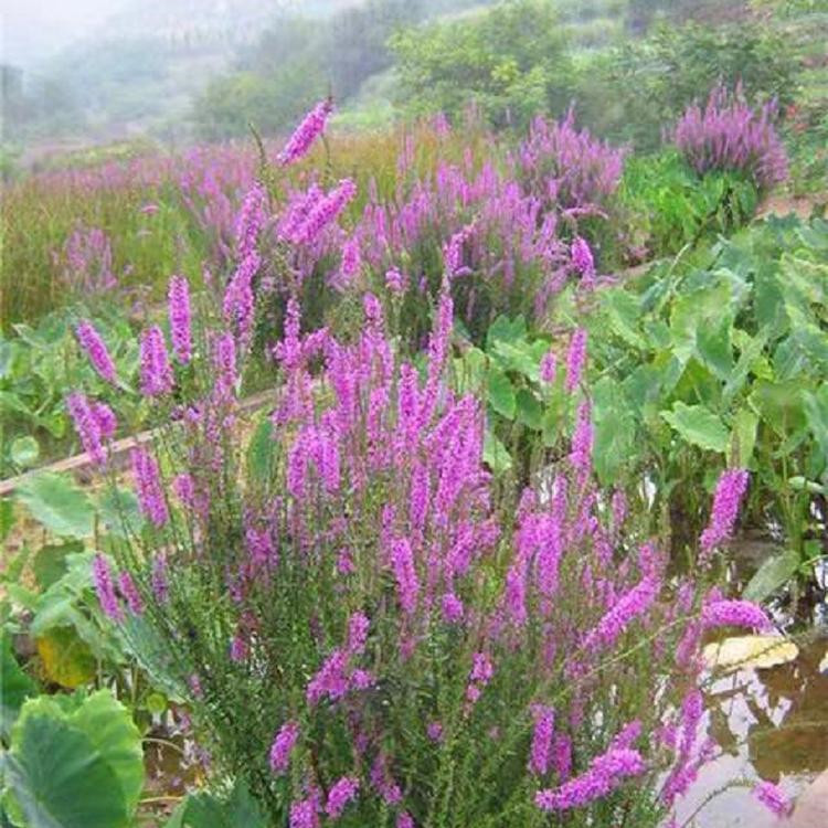 千屈菜供应商 青州千屈菜种苗 基地种植的千屈菜种苗