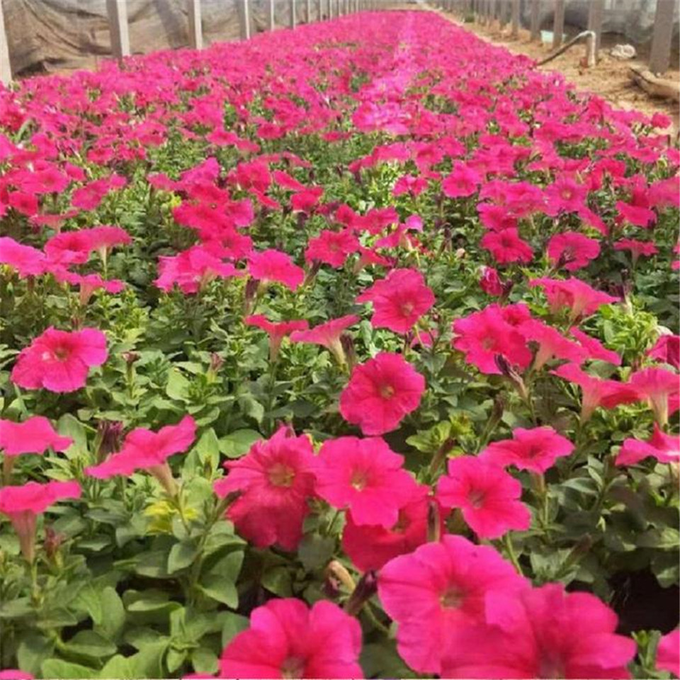 盆花垂钓牵牛 宿根花卉基地盆花垂钓牵牛 山东垂钓牵牛批发商