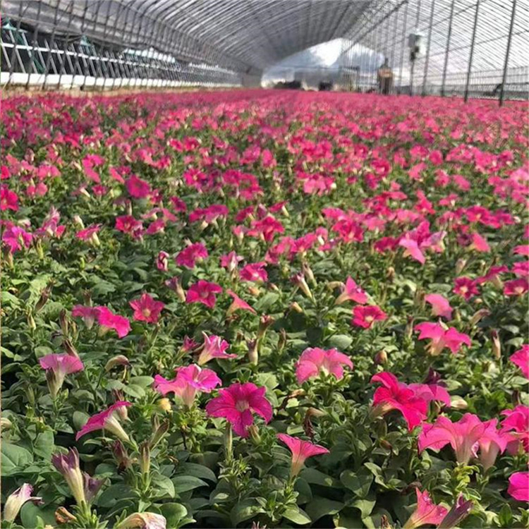 销售 盆花垂钓牵牛 青州盆花垂钓牵牛 垂钓牵牛价格