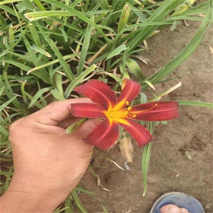 红运萱草小苗 供应宿根花卉 红运萱草小苗 青州红运萱草批发
