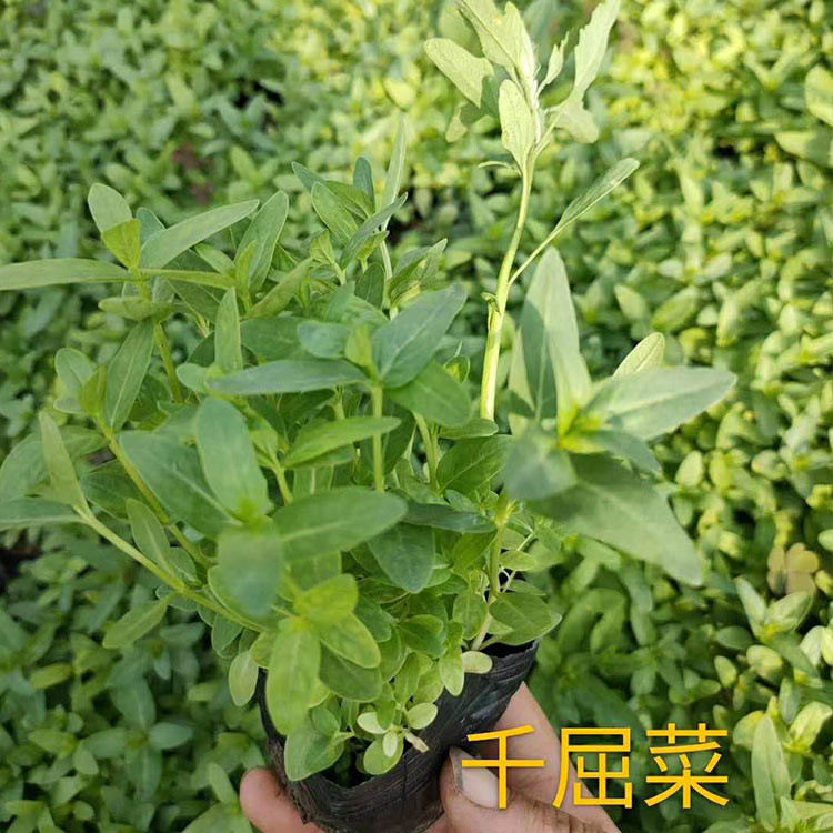园林工程用 千屈菜批发 量大优惠 青州千屈菜批发