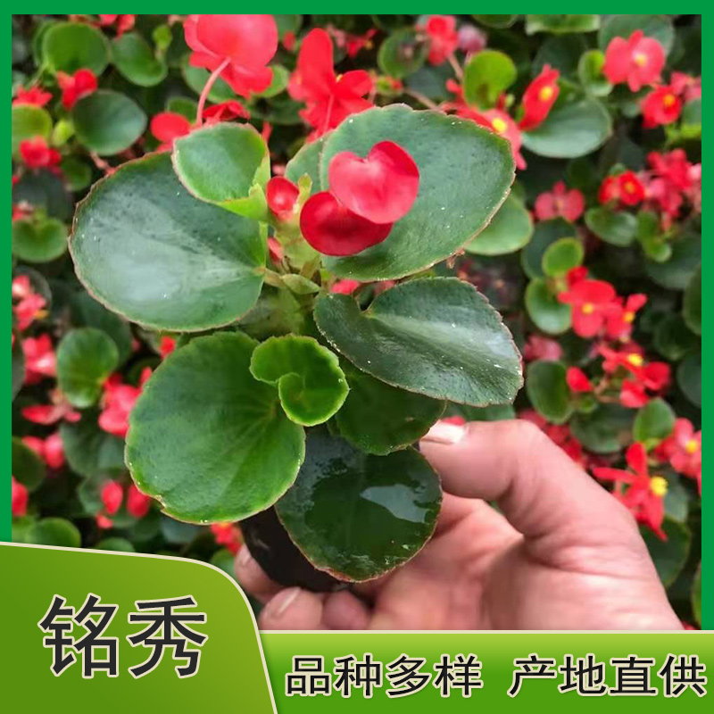 青州四季海棠批发 四季海棠供应商 草花基地