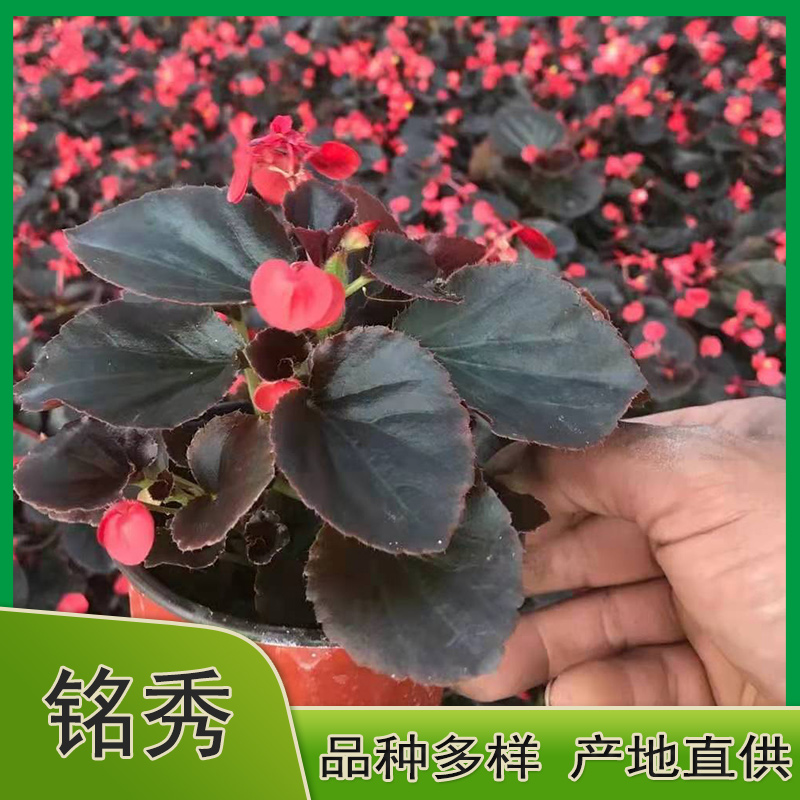 铭秀四季海棠价格 四季海棠杯苗 价格优惠