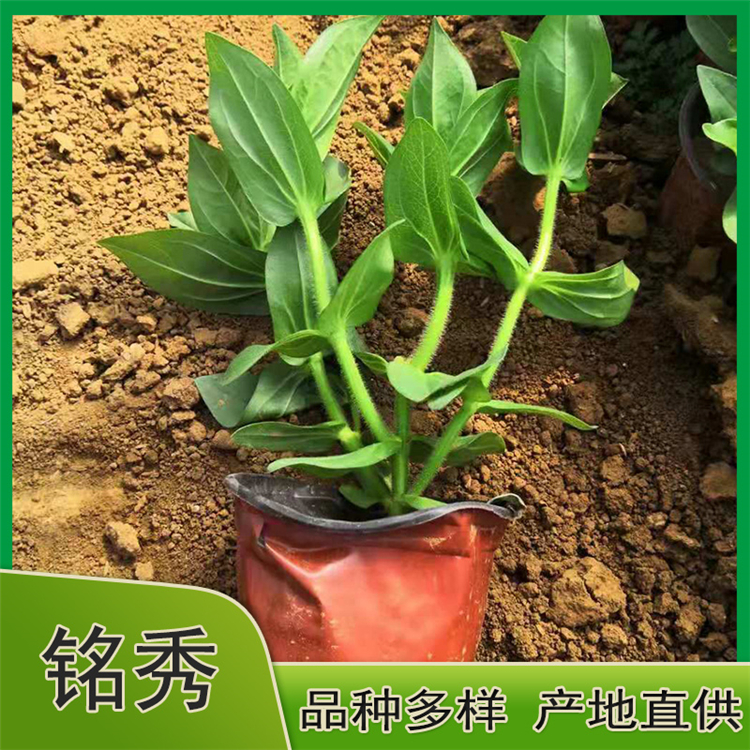 基地供应百日草 百日草花苗 时令草花批发
