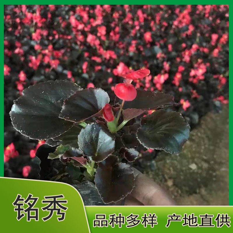 双色盆四季海棠 四季海棠批发 绿叶红 紫叶白四季海棠