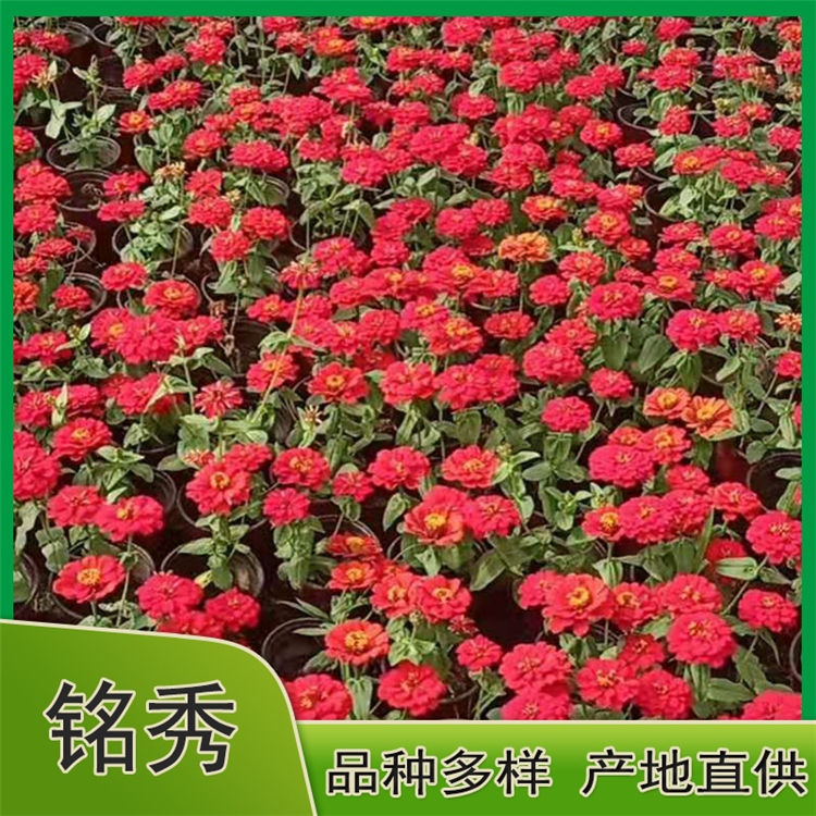 百日草基地 双色盆百日草 订购花坛用百日草