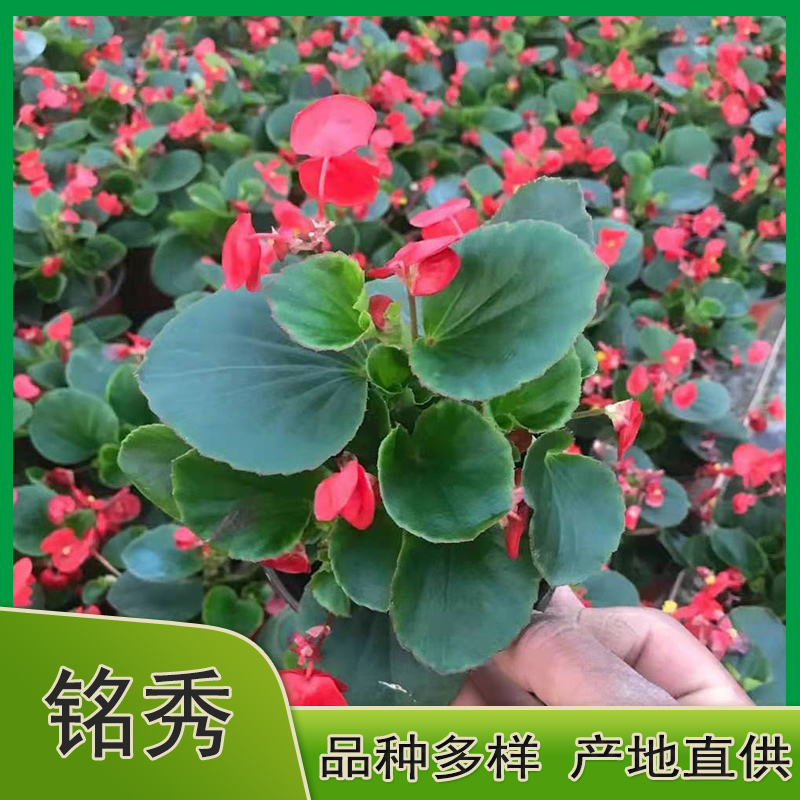 四季海棠价格 苗圃基地长期出售四季海棠苗 铭秀