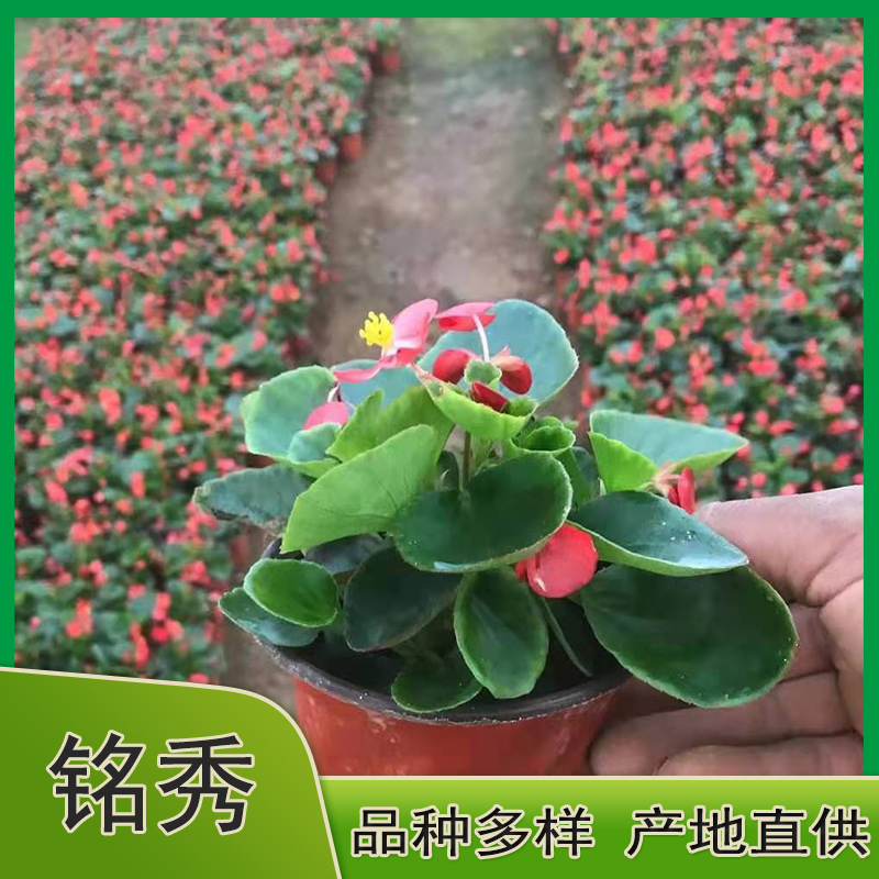 四季海棠小苗 市政用四季海棠 四季海棠杯苗